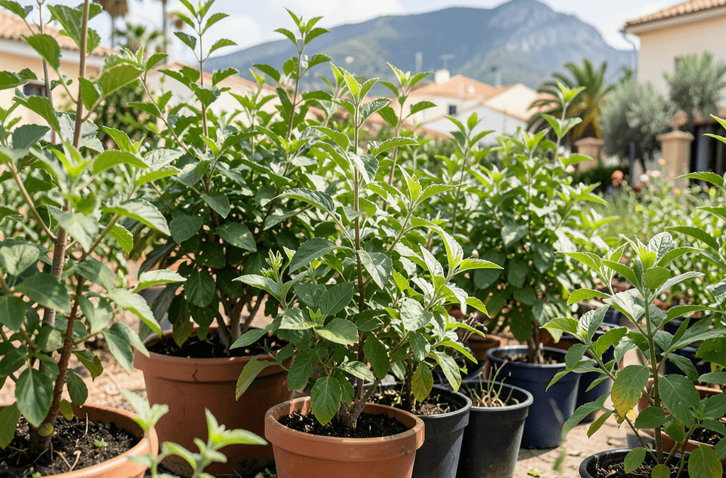 Consejos para un transporte seguro de plantas durante una mudanza en Alicante: recomendaciones de expertos en mudanzas profesionales