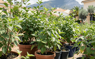 Consejos para un transporte seguro de plantas durante una mudanza en Alicante: recomendaciones de expertos en mudanzas profesionales