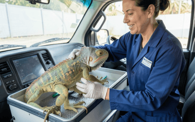 Guía esencial para transportar mascotas exóticas de forma segura